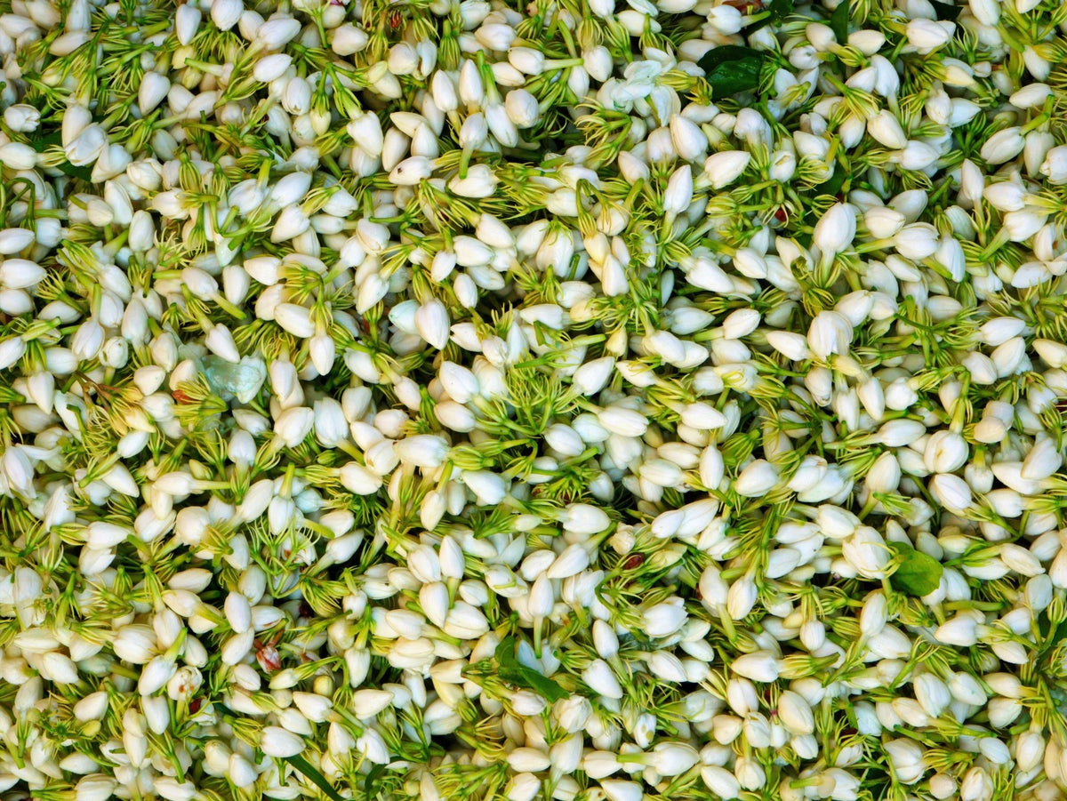 Blossoming in Spring: A Fragrant Journey with Jasmine - New Flame