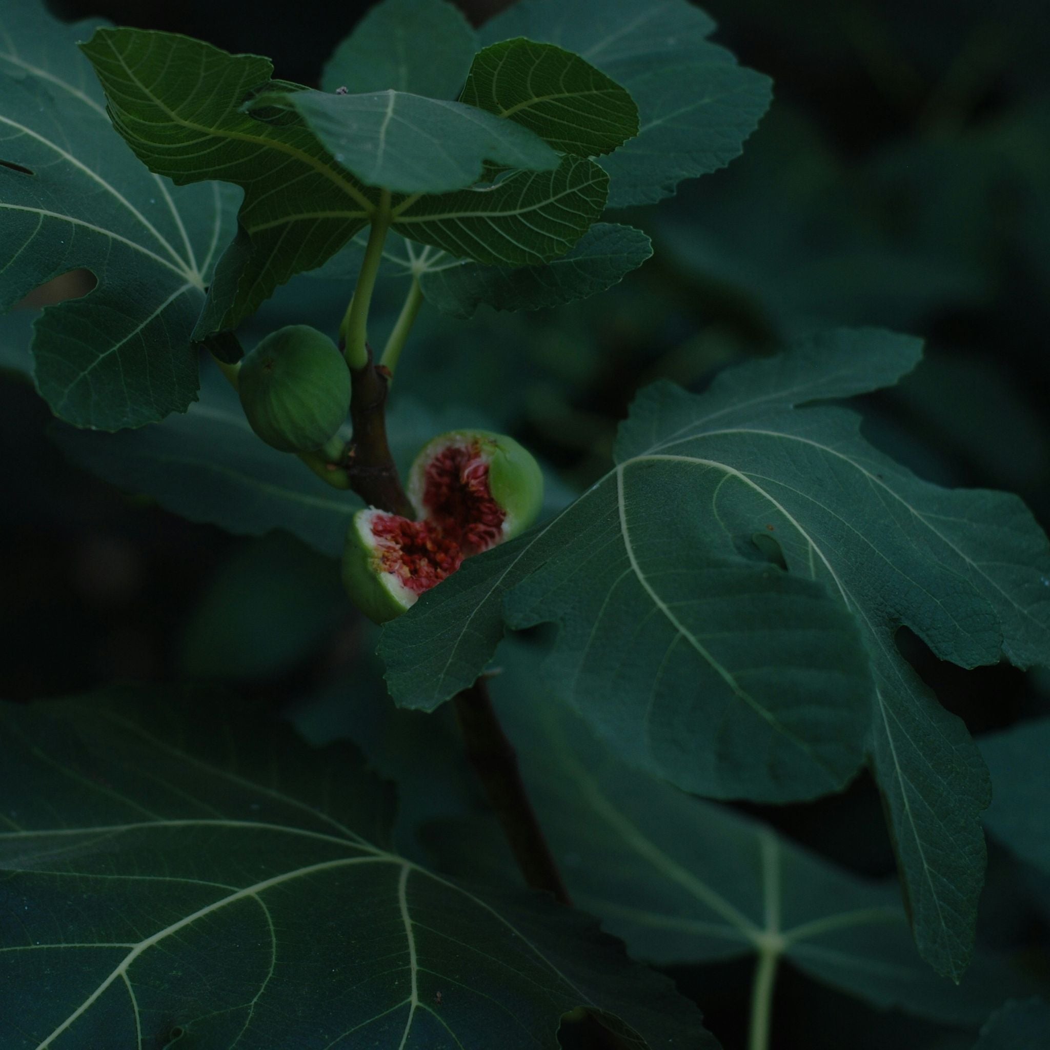 VERDANT CANDLE