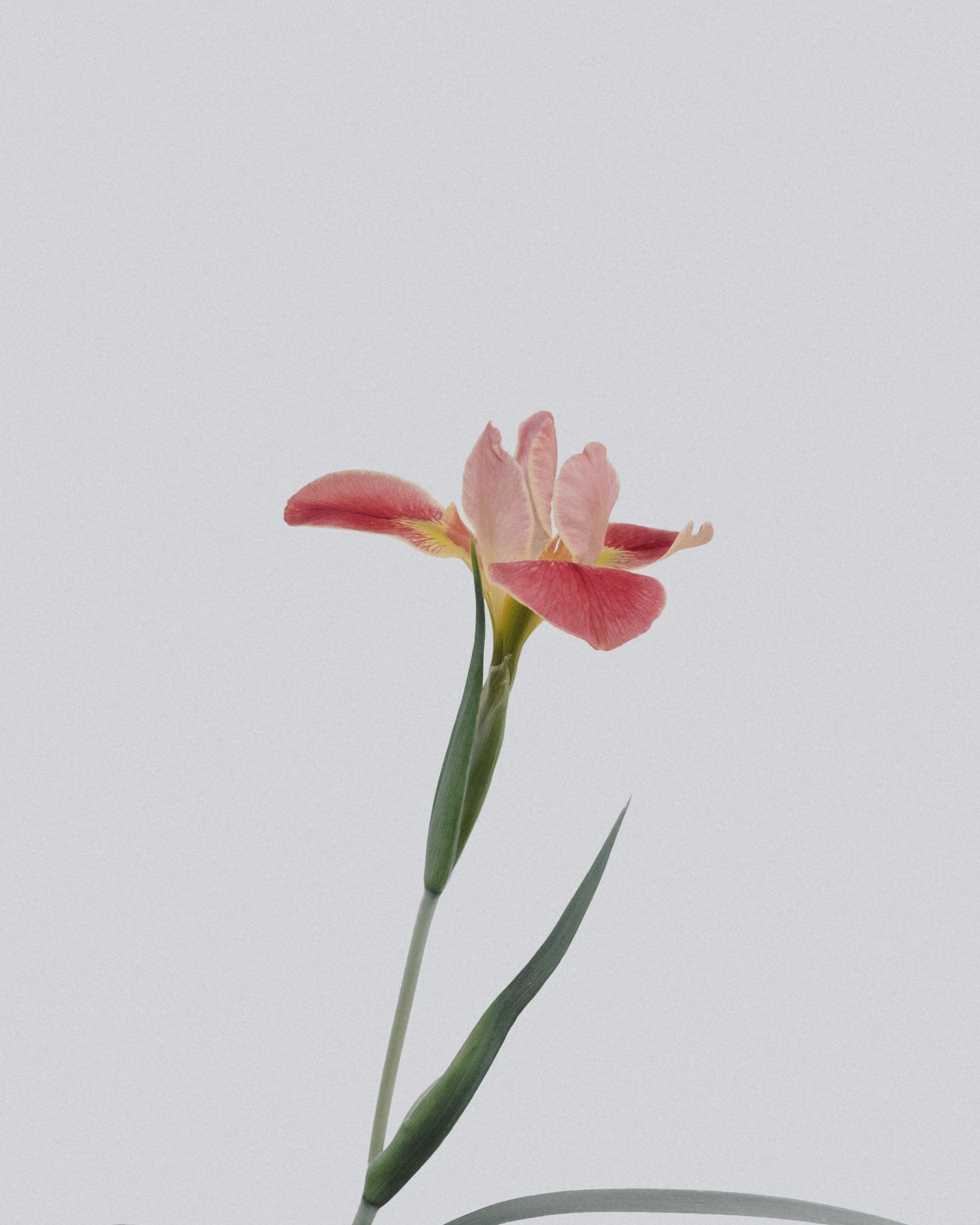 Embrace Spring with London: A Scented Journey of Restoration - New Flame