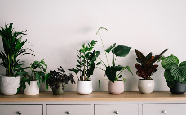 Indoor Oasis: Unveiling the Enchanting World of Top Houseplants - New Flame